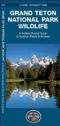 Grand Teton National Park Wildlife: An Introduction to Familiar Species (Wallchart)
