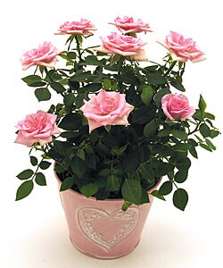 Potted Pink Roses