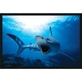 Shark Gel-Coated Textured Art