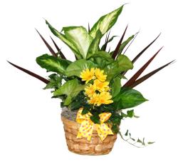 Forget Me Not Planter