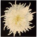 Hand-tufted Yellow Bloom Rug (4' x 4')