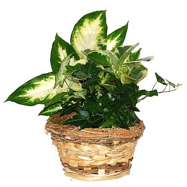 Buy plants gifts delivery. - Four Fresh Green Potted Plants in Natural Woven Straw Gift Basket