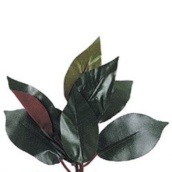 6.5-foot Capensia Bush