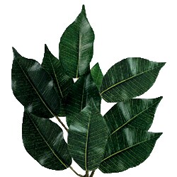 Six-foot Green Faux Ficus Tree