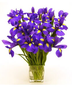 Bouquet of Purple Iris
