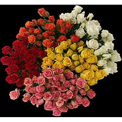 Assorted Spray Roses (50 Stems)