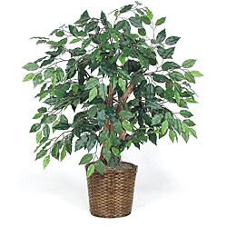 3-foot Green Ficus Bush