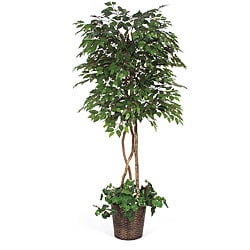Under-planted 6.5-foot Green Ficus Tree