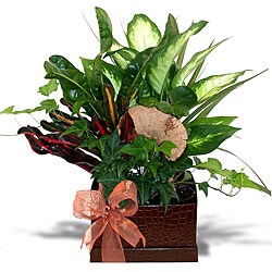 Alligator Box Gift Garden