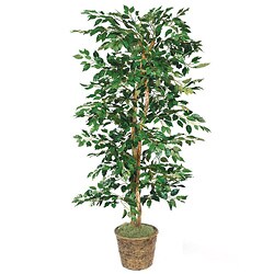 Green Ficus 6-foot Artificial Plants (Pallet of 16)
