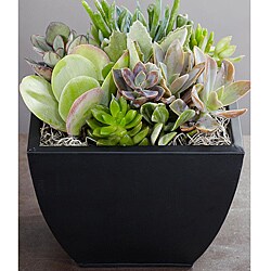Deluxe Succulent Garden