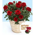 Potted Red Rose Plant