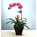 Potted Exotic Orchid Garden