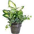 Pebble Beach Plant Trio