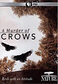 Nature: A Murder Of Crows (DVD)