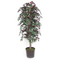 Decorative Metal Container and 6-ft Capenisa Bush
