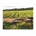 Anne Timpson 'All in a Row' Cotton Rag Archival Print Art