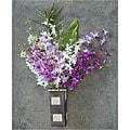 Dendrobium Orchids (12 Stems)
