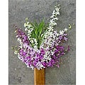 20 Stems Dendrobium Orchids