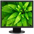 NEC Display AccuSync AS192 19" LED LCD Monitor - 5:4 - 5 ms