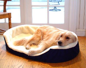 Dog lying in pet bed